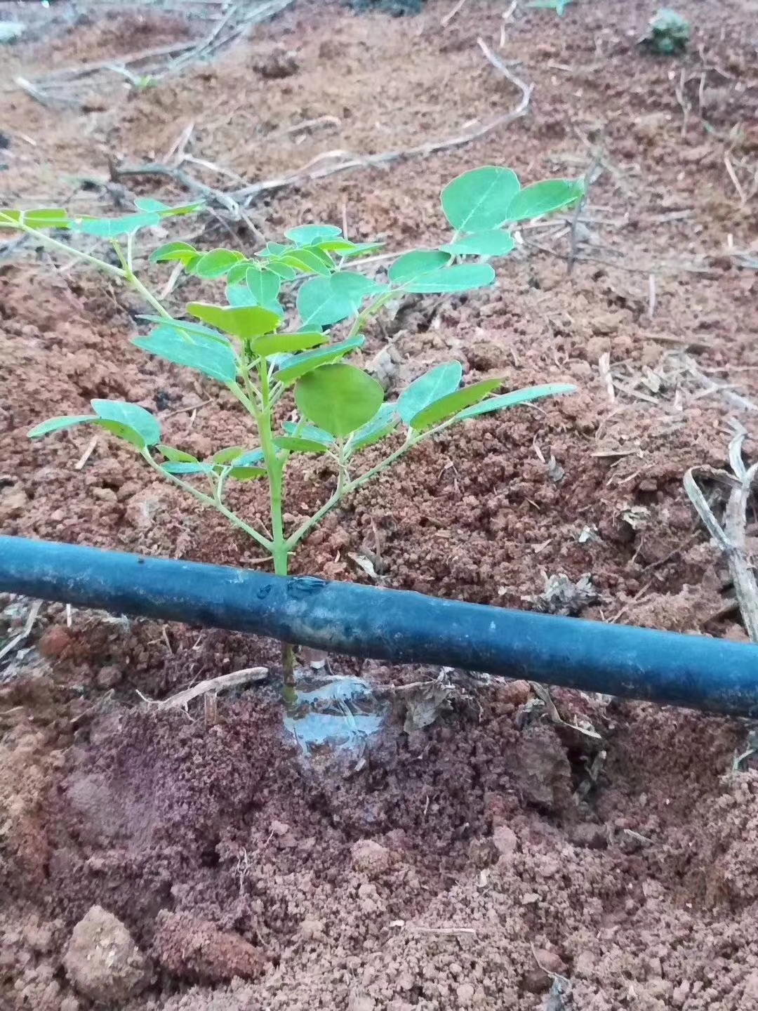 农业灌溉常用的节水灌溉方式有哪些