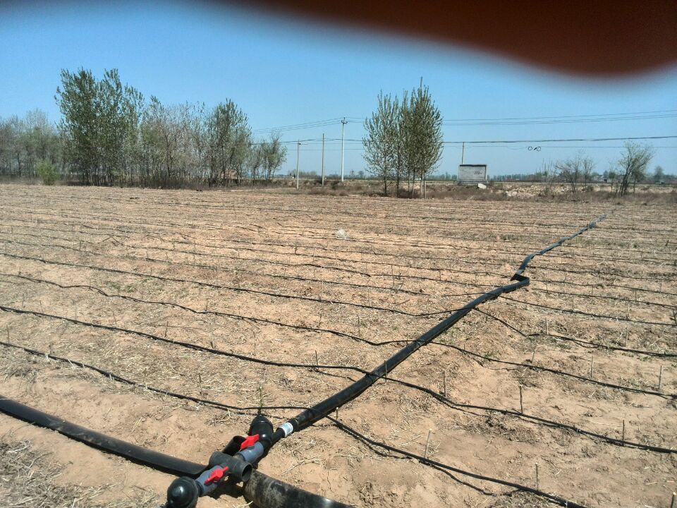 蔬菜节水灌溉滴灌石家庄豆角灌溉滴灌带