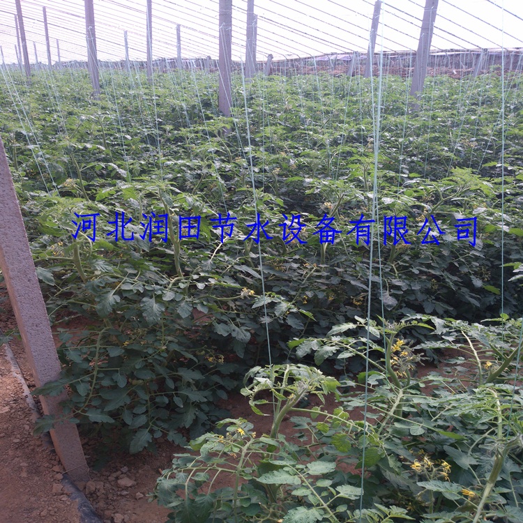 西红柿灌溉滴灌管河南驻马店大棚滴灌