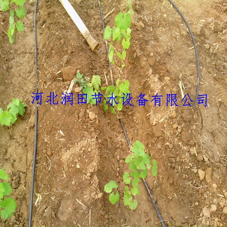 核桃果树滴灌小管出流