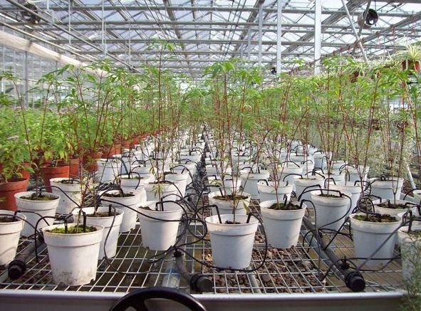 花卉盆栽灌溉滴箭灌溉用PE管