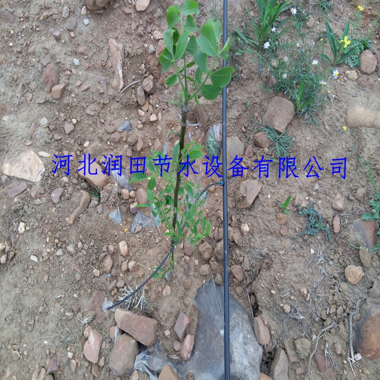 石家庄行唐苹果树滴灌小管出流灌溉稳流器