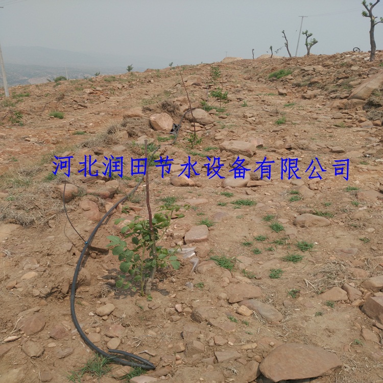 果树滴灌小管出流梨树灌溉稳流器