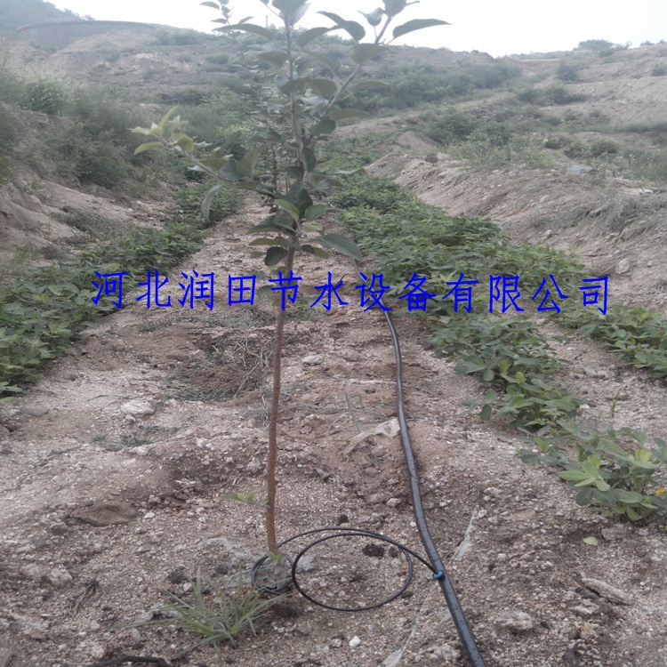 苹果树滴灌小管出流