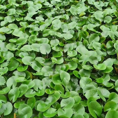 山东水生植物培育,水生植物市场,水生花卉资源