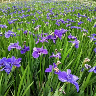 水生花卉基地,青州水生植物基地,水生花卉促销