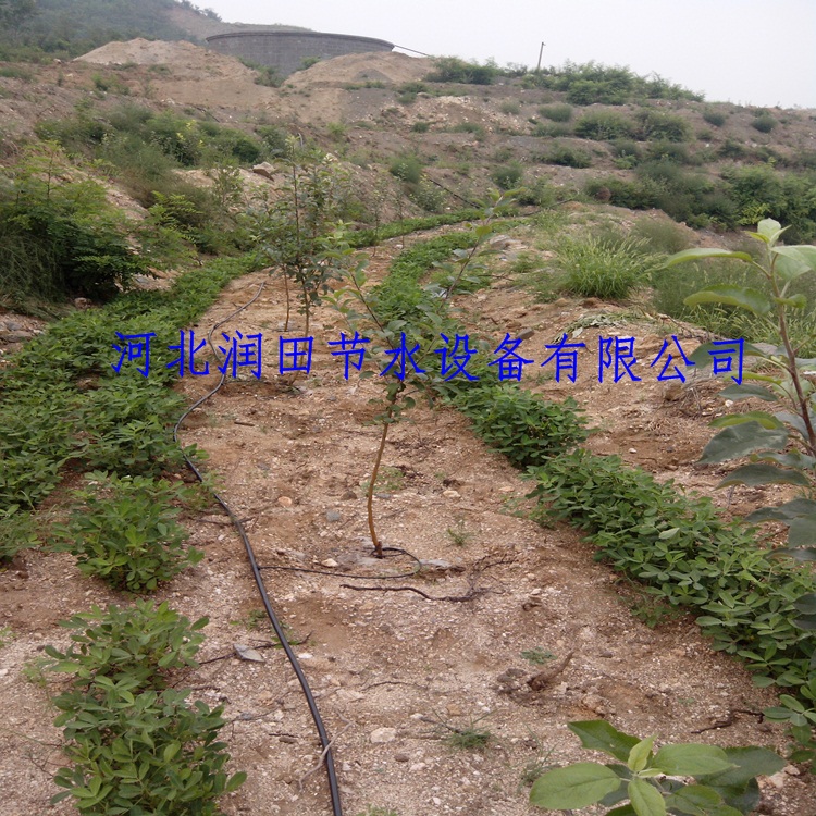 果树滴灌小管出流藁城果树滴灌