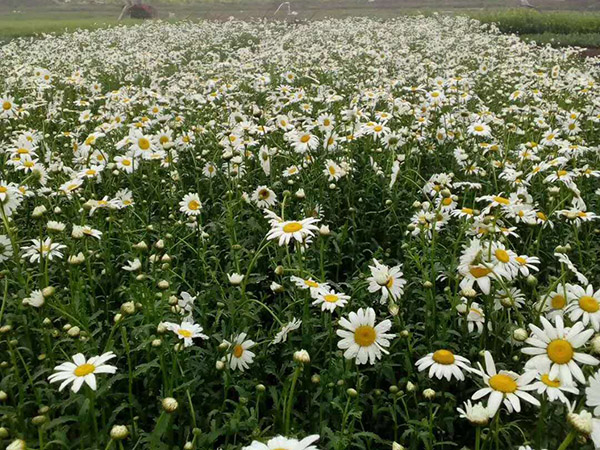 花草育苗基地,园林花卉基地,园林绿化苗木基地