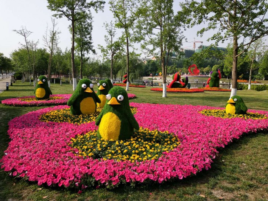 淄博草花批发，花卉批发基地，四季草花一串红批发