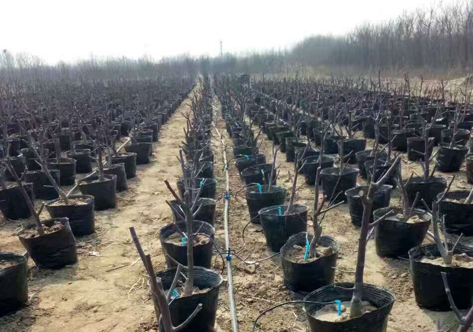 大田滴箭的使用价格