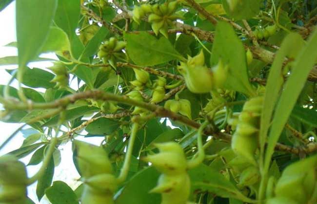供应八角苗和茴香苗和广西八角树简述