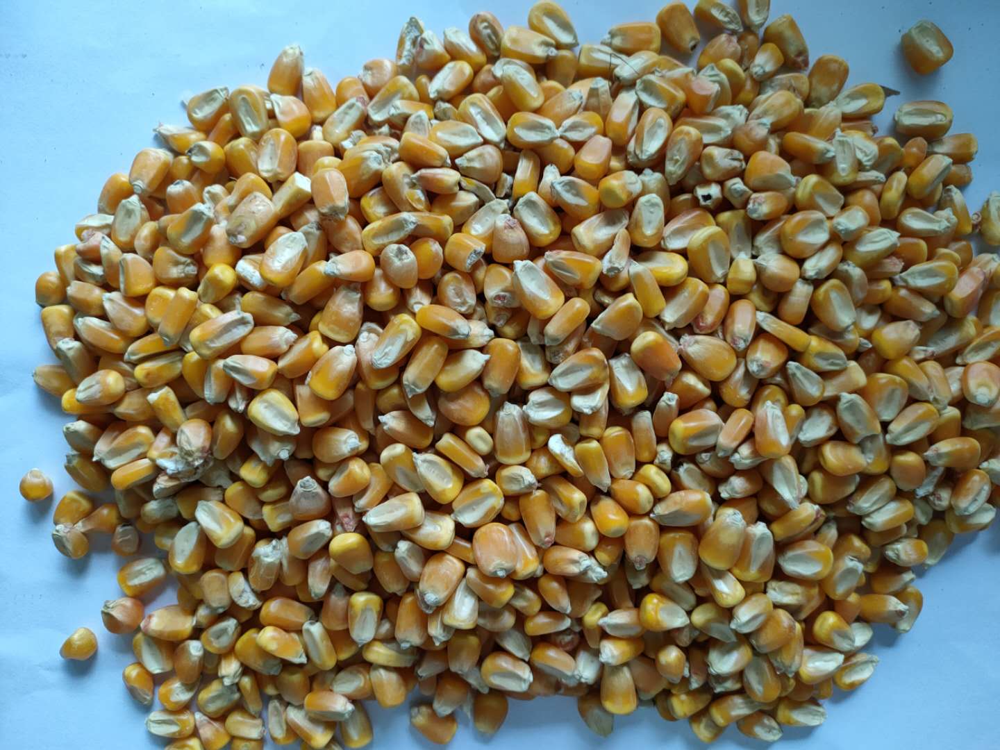 收购大量优质大米、玉米