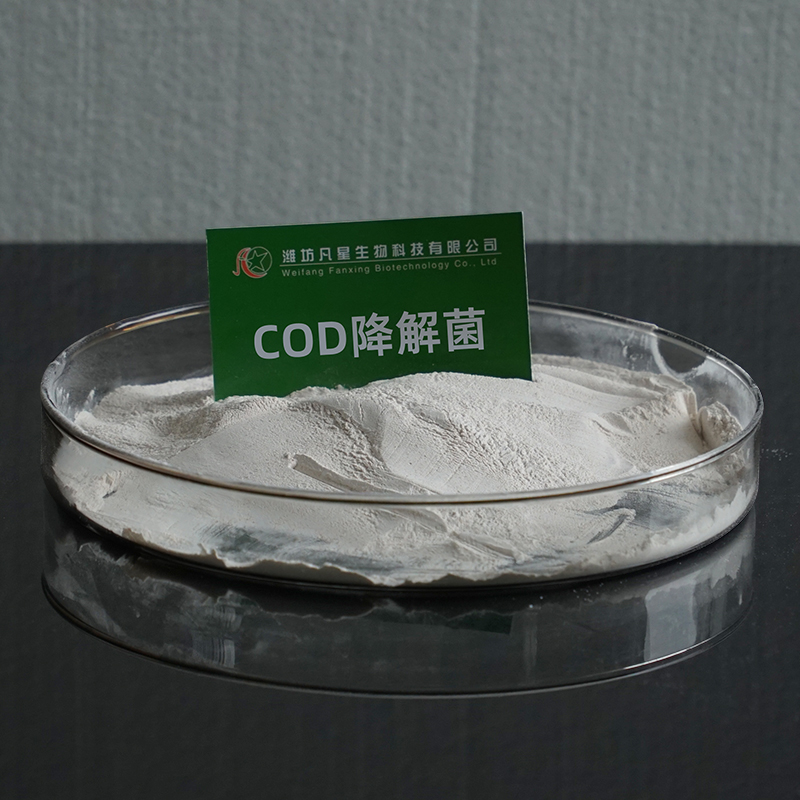 COD降解菌