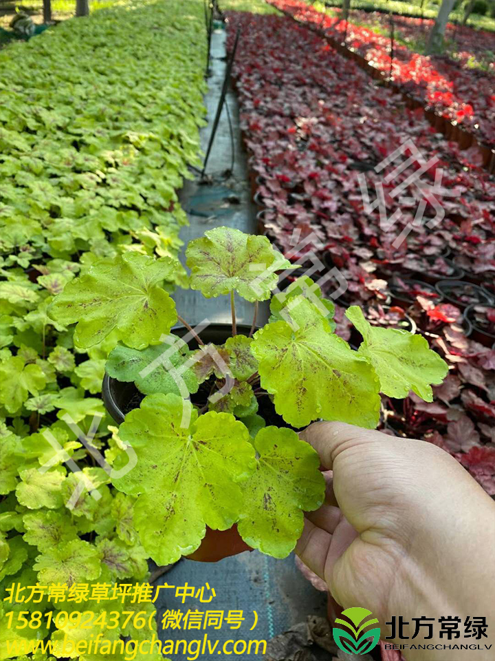 北京矾根种植基地 厂家批发供应价格 供应矾根地栽苗 量大优惠