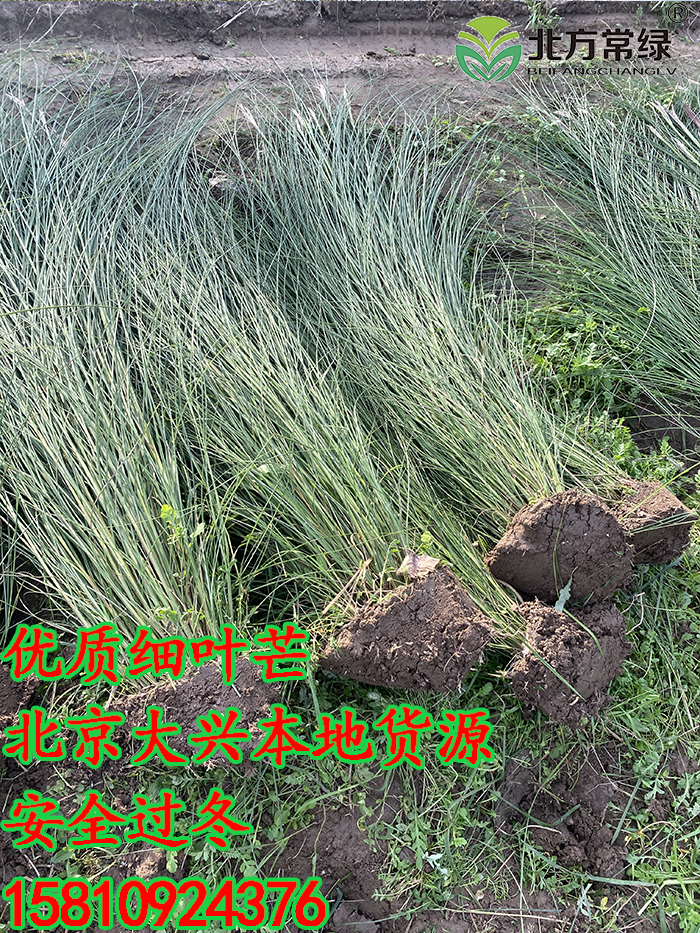 北京地栽细叶芒报价
