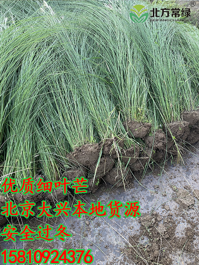 细叶芒地栽苗北京本地苗基地直供