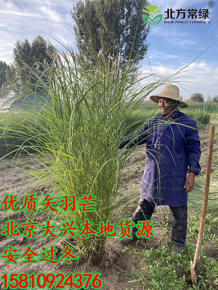 北京矢羽芒批发-矢羽芒供应厂家-矢羽芒地栽苗-矢羽芒价格