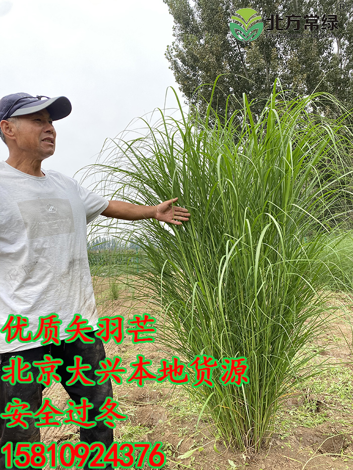 矢羽芒基地-矢羽芒价格-北京大兴苗圃低价供应