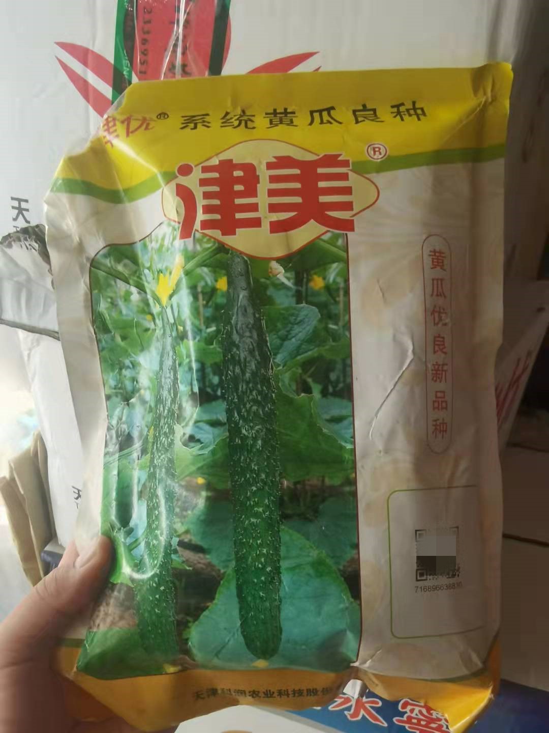 科润津美黄瓜种子苗子  耐低温   抗病能力强