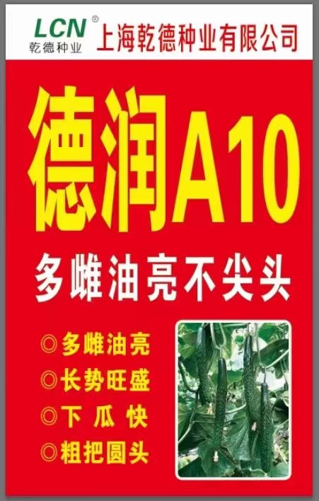 乾德德润A10黄瓜种子苗子 长势旺盛