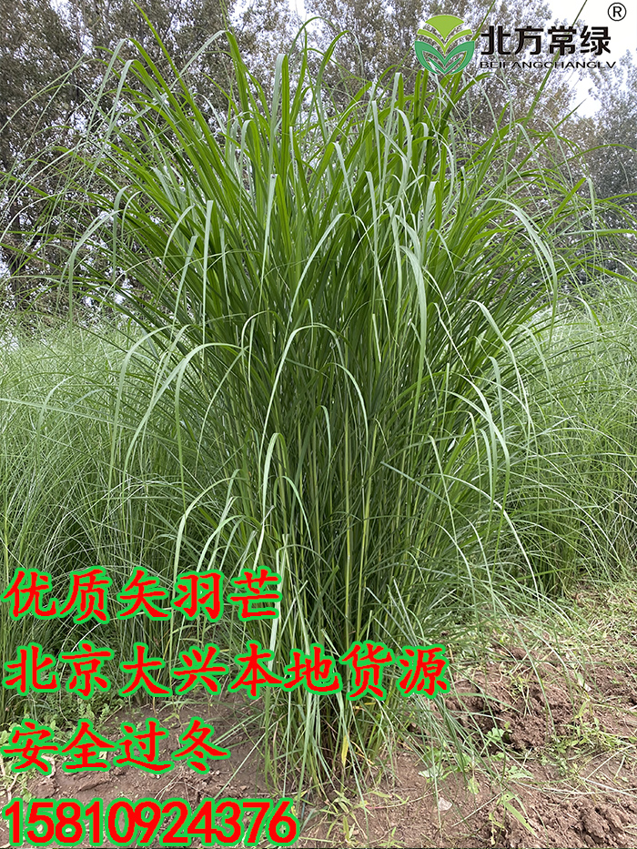 北京矢羽芒地栽苗基地直供，北方可过冬