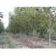 品种樱桃苗3--4--5公分樱桃树量大