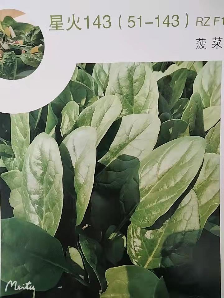 瑞克斯旺菠菜星火143（51-143）种子苗子