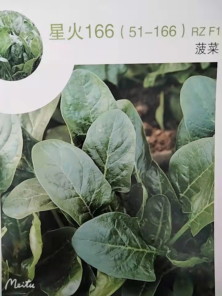瑞克斯旺菠菜 星火166（51-166）种子苗子