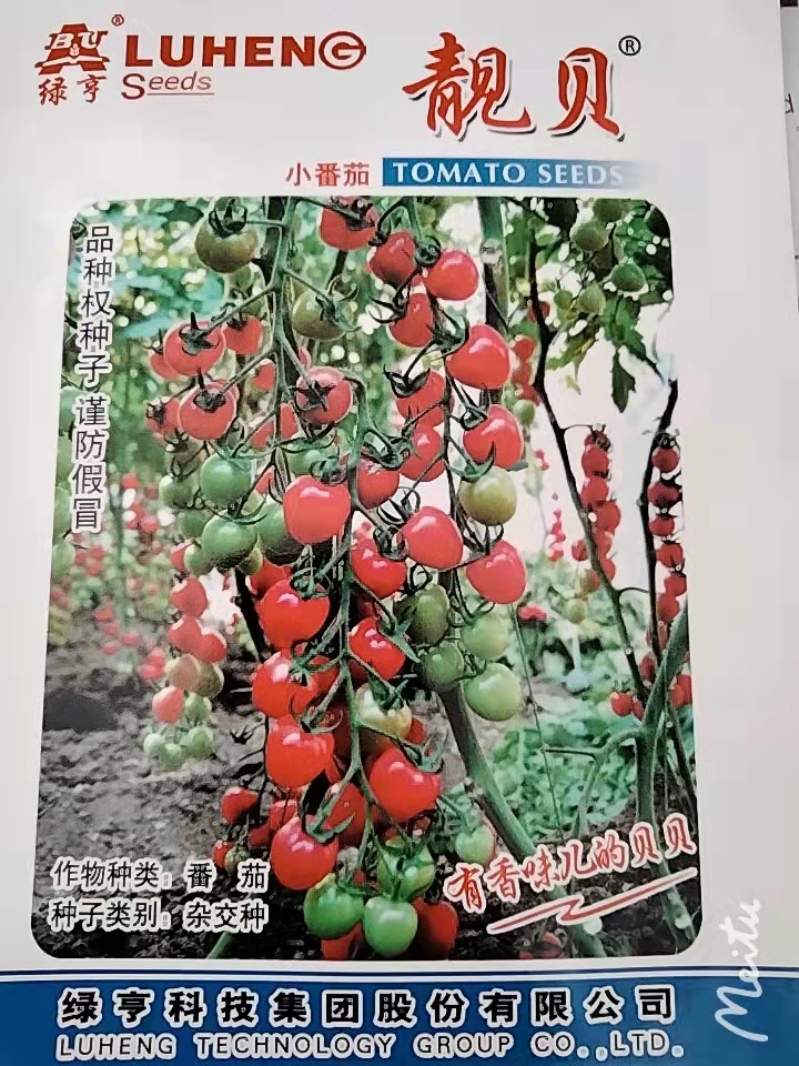 绿亨靓贝 贝贝类粉果小番茄种子苗子  果色粉红亮丽  耐裂  单果重24-28克左右