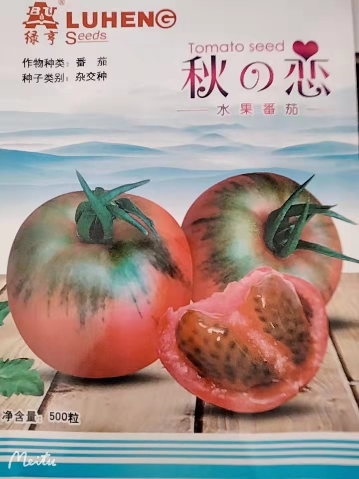 绿亨秋之恋水果番茄种子苗子 商品果粉红带绿肩  口感酸甜  单果重100-150克