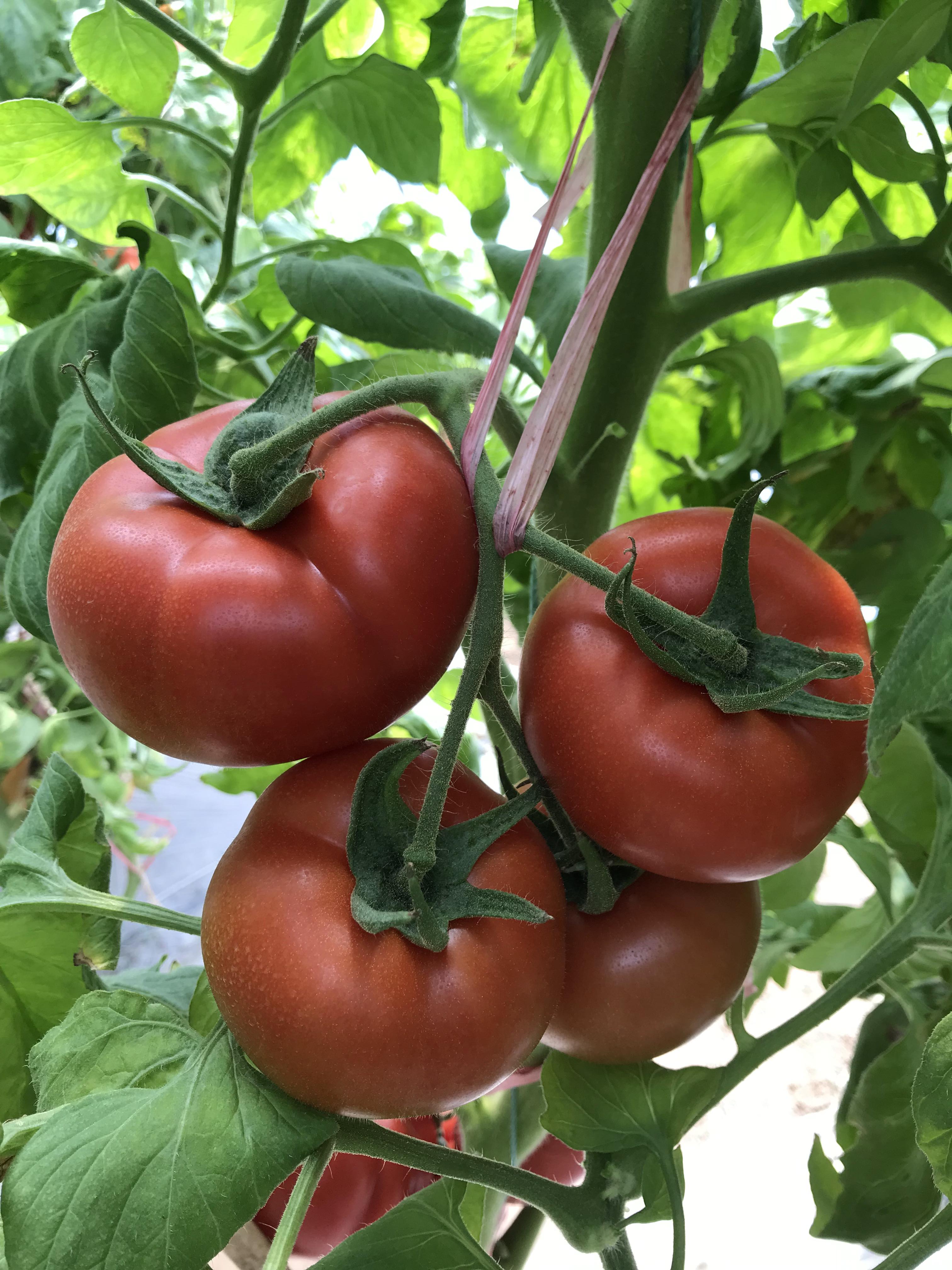 先正达奇达利红果番茄种子苗子  果实圆形深红色  单果重200克左右 思贝德  凯萨 瑞菲