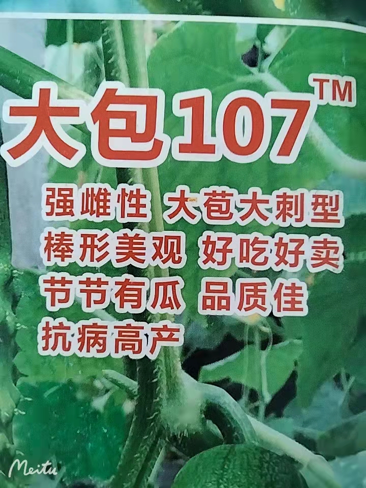 大丰种业大包107黄瓜种子苗子 强雌高产
