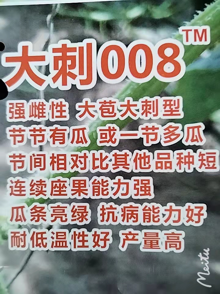 大丰种业大刺008黄瓜种子苗子 大苞大刺型   耐低温  产量高