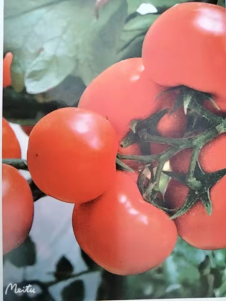先正达贝佳红果番茄种子苗子   果实均匀  硬度好