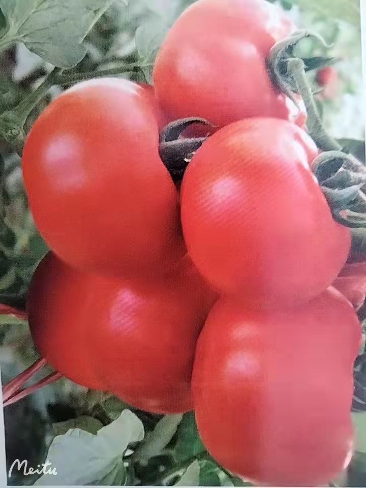 先正达瑞菲红果番茄种子苗子  耐热耐裂 硬度好 连续座果能力强