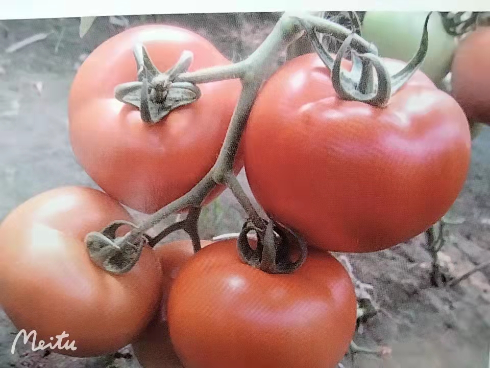 先正达茱丽红果番茄种子苗子  早熟  低温座果良好