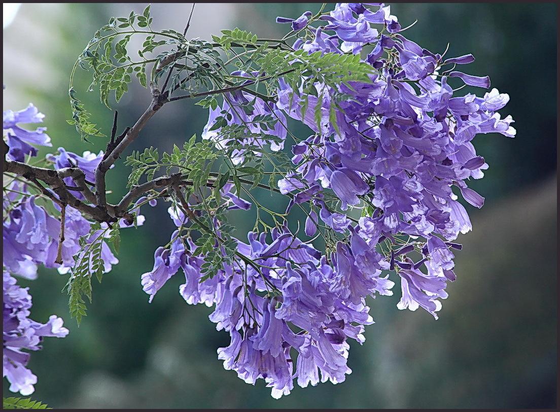 供应广西蓝花楹与蓝花楹苗与紫薇简介