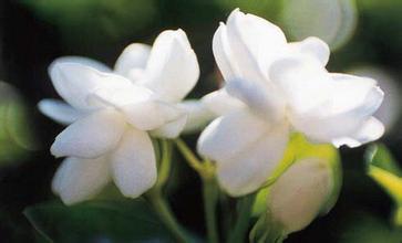 供应 茉莉花苗和米兰花苗和广西金银花苗简况