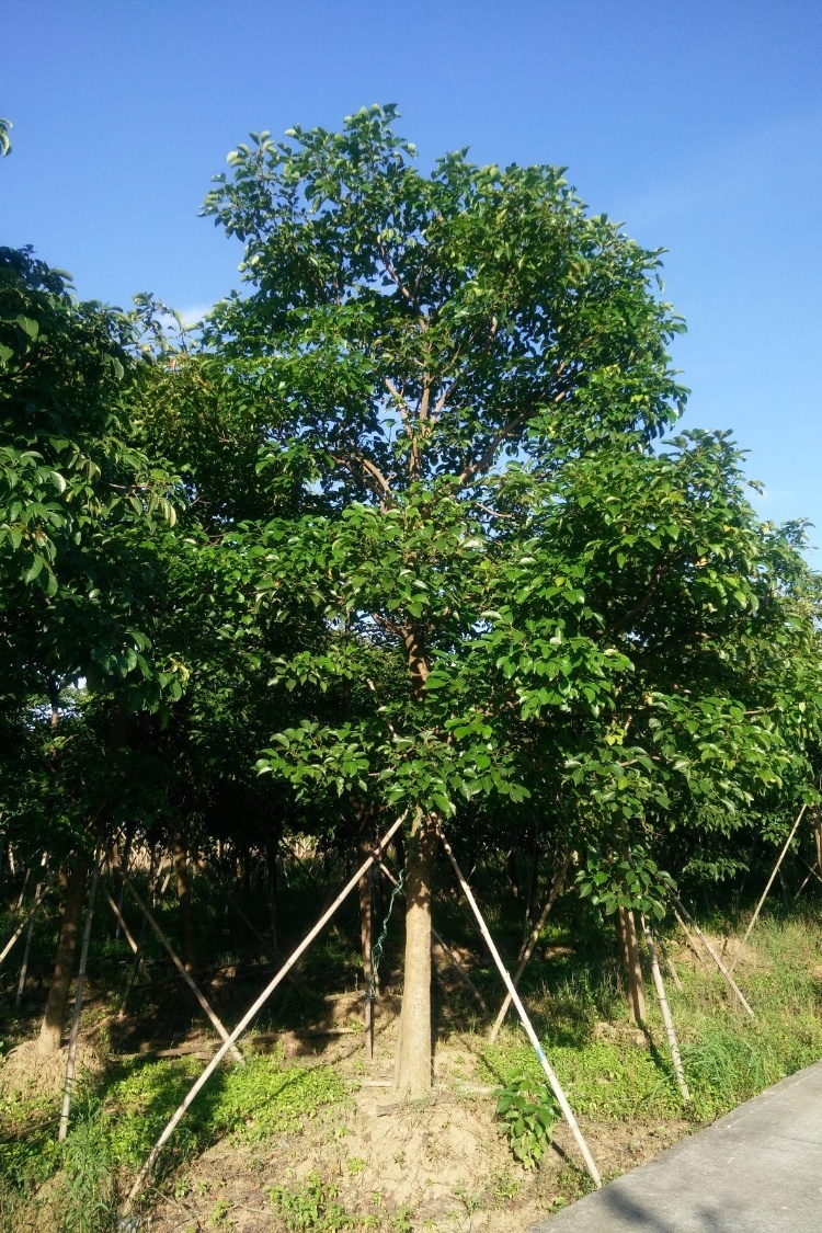 供应秋枫树和秋枫林场 玉林重阳木和秋枫苗种苗站