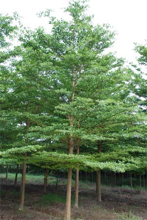 供应小叶榄仁 广西桃花芯木 蚬木苗培育场