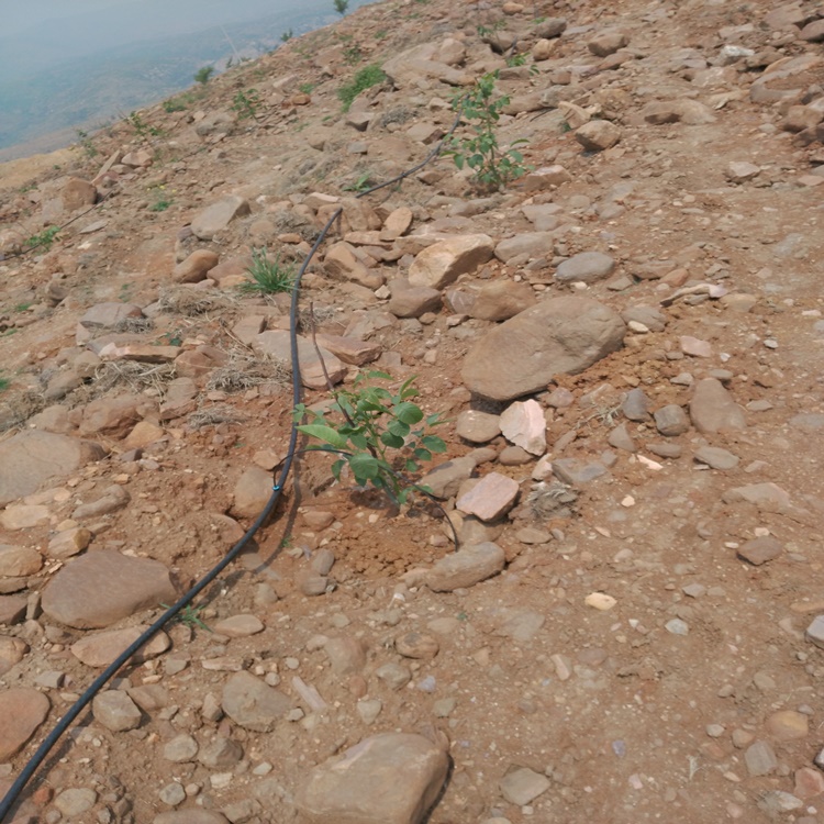 桃树种植安装滴灌效果不错