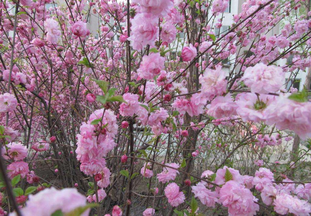 供应桃花苗总场 茶花树苗园区 玉林桃花树花木部