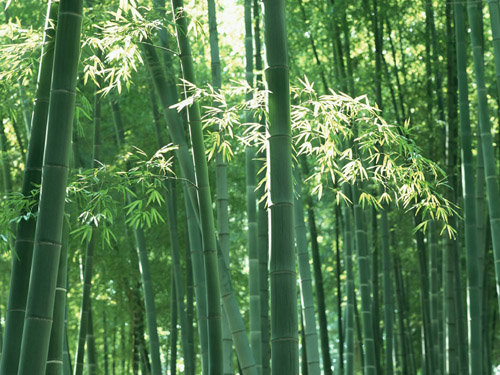 供应专注毛竹树苗基地 广西麻竹树苗简介 甜竹苗部