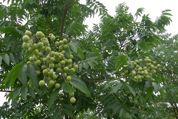 供应苦患子树苗和枫香树苗 广西无患子树和天竺桂林木站