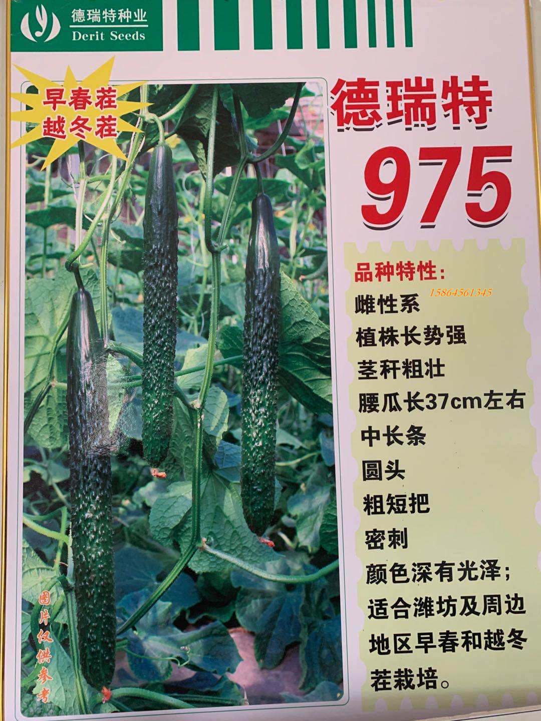 德瑞特975 中荷985黄瓜种子苗子