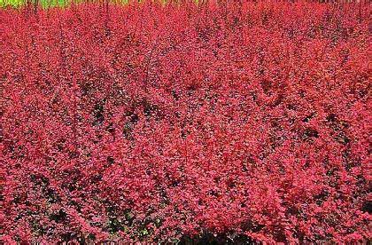 临夏供应营养钵红叶小檗 营养钵红叶小檗种植基地