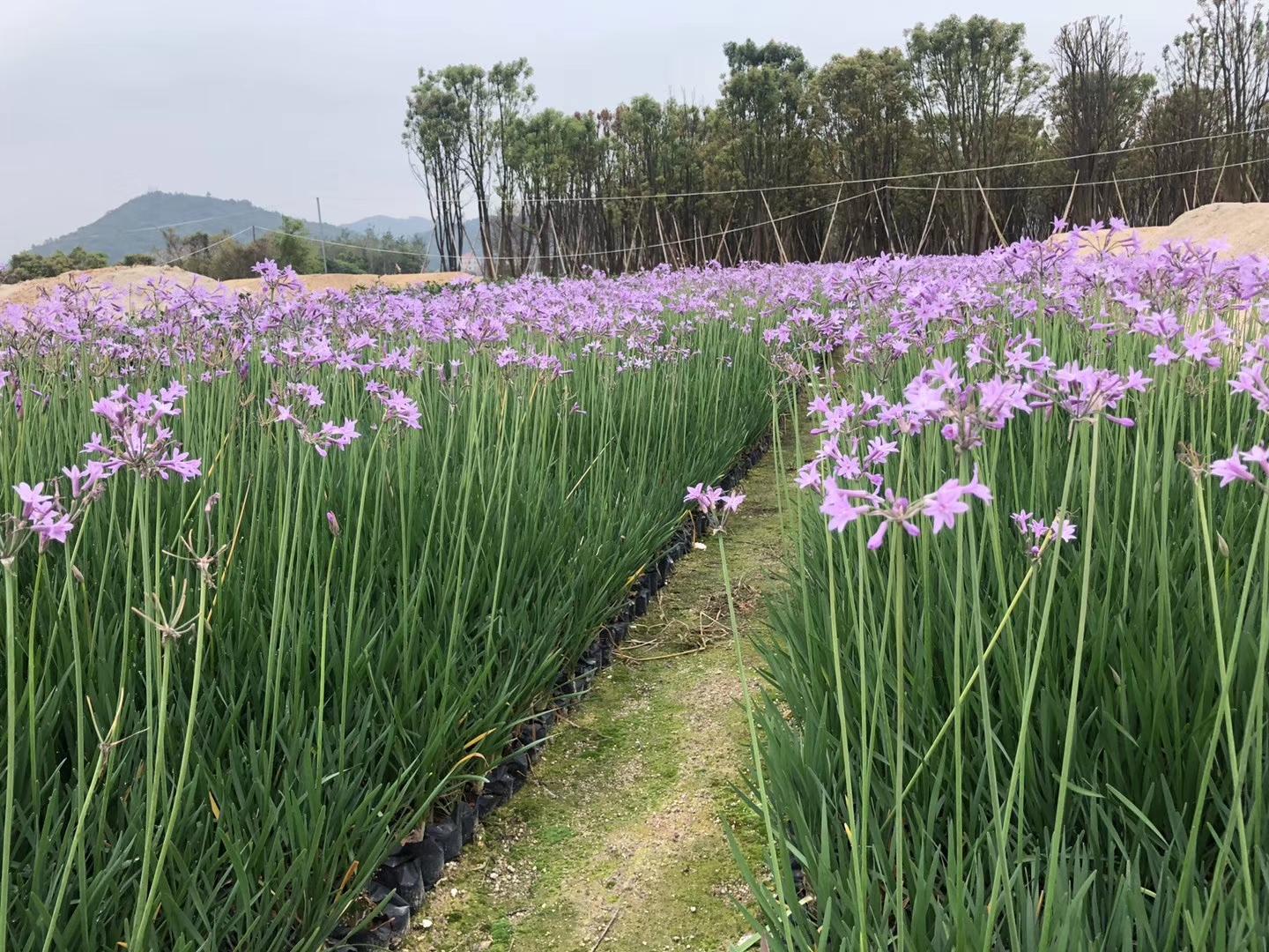 紫娇花实景图片，规格全价格特惠