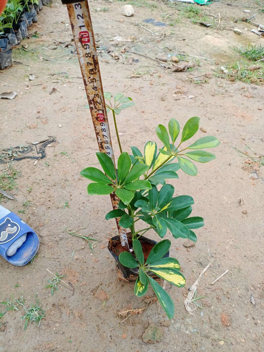 货真价实的鸭脚木 基地长期供应