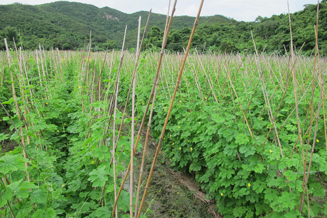 苗木基地出售的炮仗花物美价廉