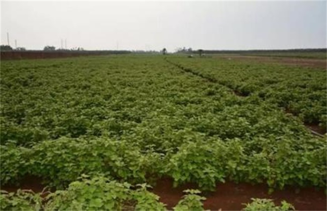 供应鱼腥草苗和广霍香苗和玉林百部苗园林部